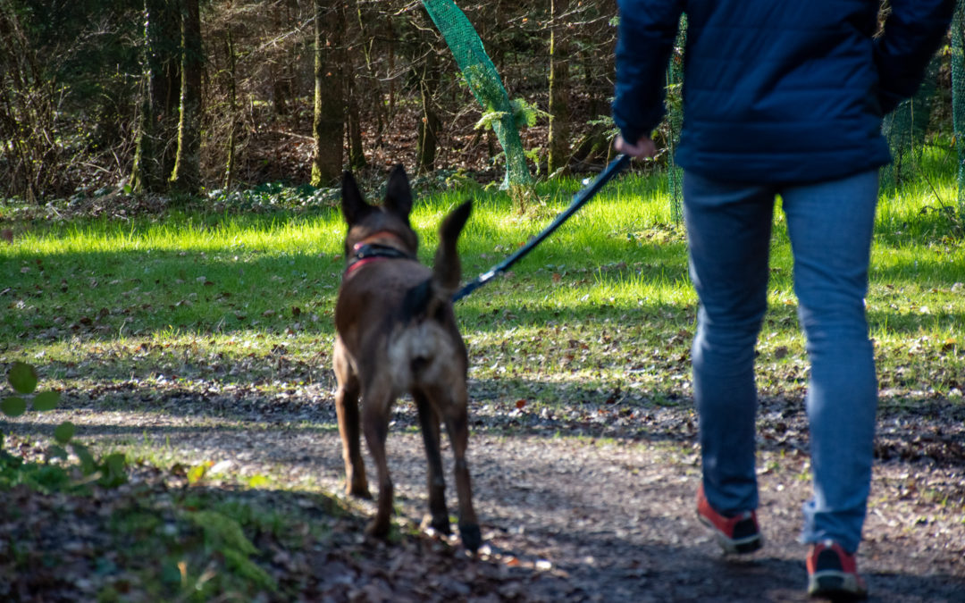 Du 1er avril au 15 juillet, les chiens doivent être tenus en laisse dans les forêts.